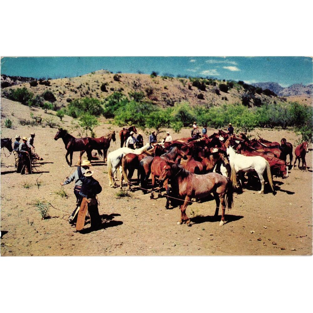 Wild Horse Herd Postcard‎ Old West Cowboy Posted 1955 Indianapolis Indiana Stamp